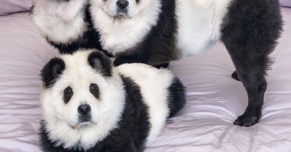 Панди чау чау_6 / © instagram.com/pandachowchows