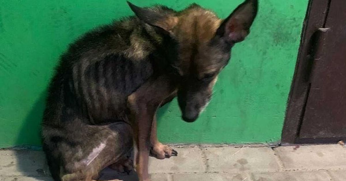 Собаки-скелети: у Сумах жінка у квартирі мордувала голодом 15 тварин (фото, відео)