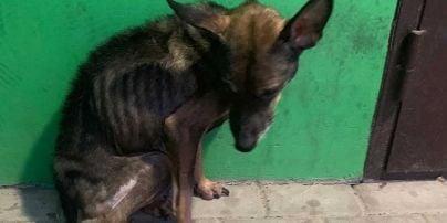 Собаки-скелети: у Сумах жінка у квартирі мордувала голодом 15 тварин (фото, відео)