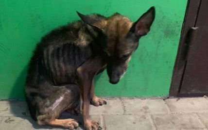 Собаки-скелети: у Сумах жінка у квартирі мордувала голодом 15 тварин (фото, відео)