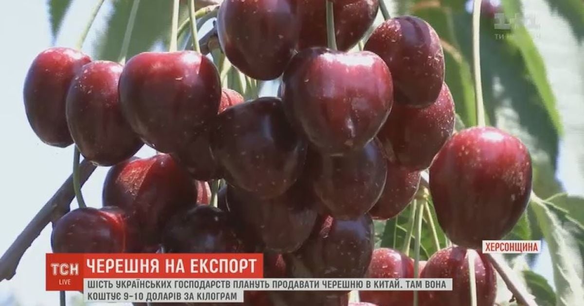 На китайском рынке готовы выкладывать за украинскую черешню 9-10 долларов за килограмм