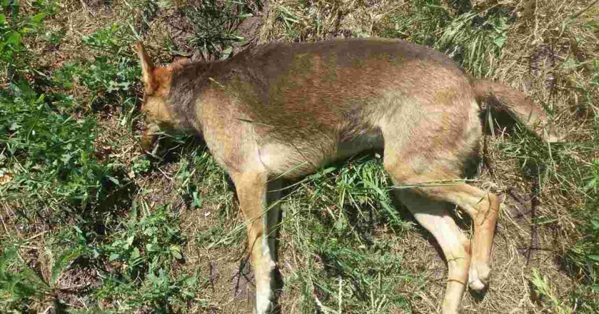 В Кропивницкому продолжают массово травить собак: они умирают в судорогах