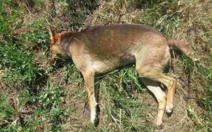 В Кропивницкому продолжают массово травить собак: они умирают в судорогах