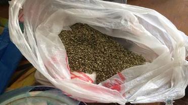 наркотики марихуана_3 / © ГУ Національної поліції у Запорізькій області