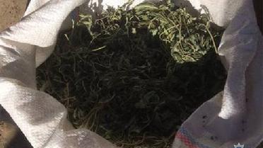 наркотики марихуана_1 / © ГУ Національної поліції у Запорізькій області