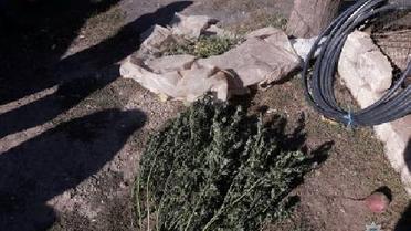 наркотики марихуана_4 / © ГУ Національної поліції у Запорізькій області