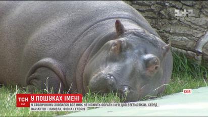 В столичном зоопарке выбирают имя для маленькой бегемотихи