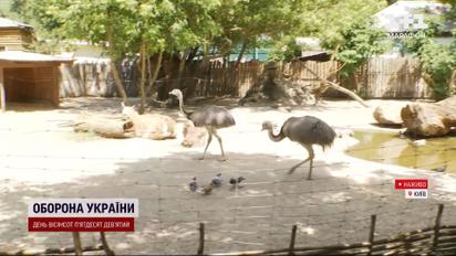 Екзотичні страуси-переселенці зʼявилися у Київському зоопарку