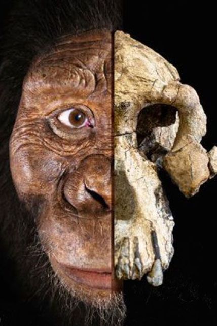 Самый древний предок человека в истории. Ученые показали лицо клыкастого австралопитека, что жил 3,8 млн лет назад