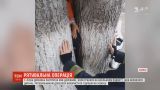 В Харькове 7-летняя девочка застряла между стволами двух деревьев
