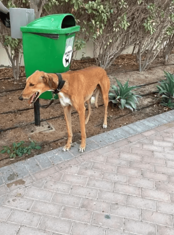 Покинутий пес / © Metro