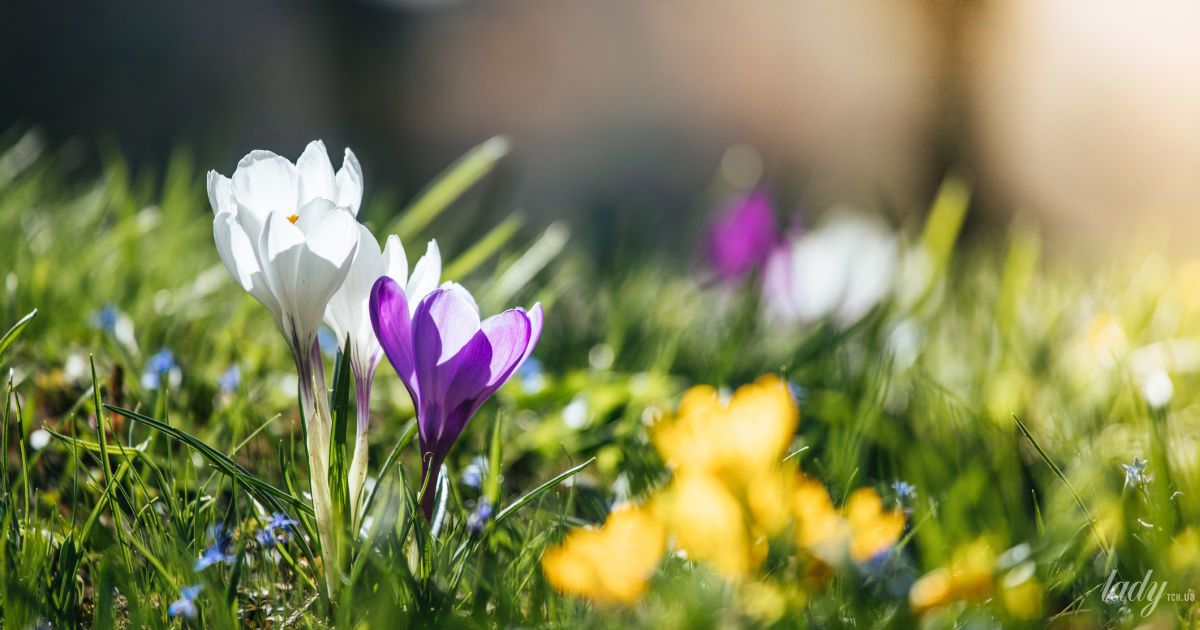 Весняні квіти
