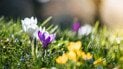 Весенние цветы