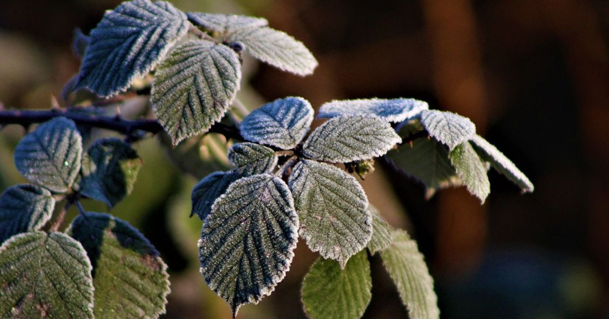 13 вересня: цікаві звичаї, обряди та народний прогностик