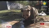 Інтернетом поширюється відео, як вмивається гігантська панда