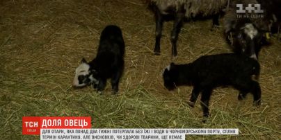 Для овец, которые выжили в "фуре смерти", закончился карантинный срок