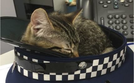 Instagram кота-полицейского Сникерса и провокационные свадебные фото. Тренды Сети