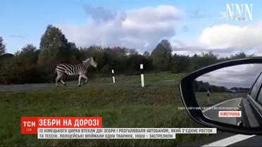 Две зебры вызвали коллапс на автобане в Германии