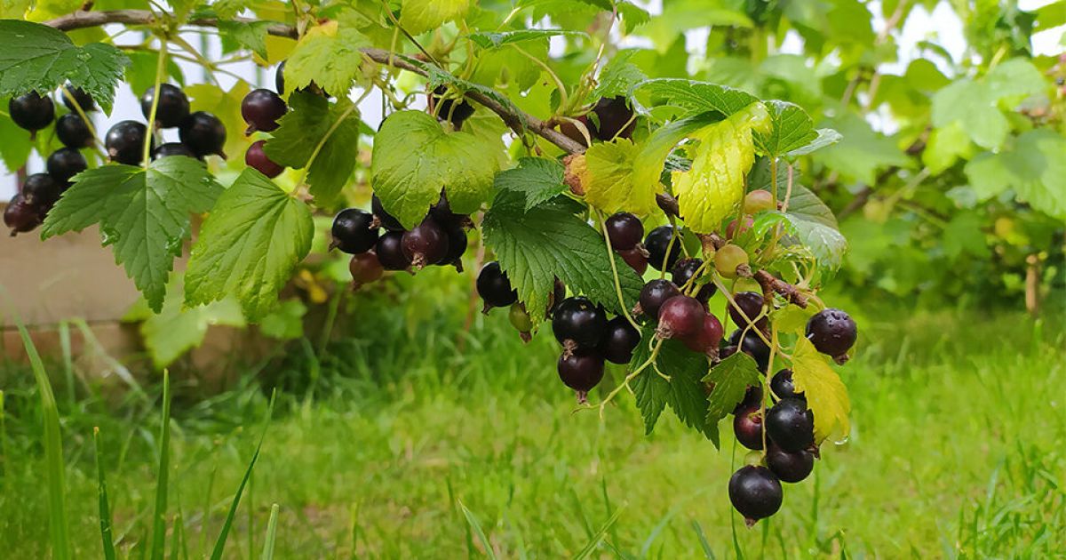 Хвороби смородини