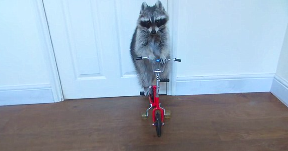 Здібна тварина живе разом із своєю господинею в Англії