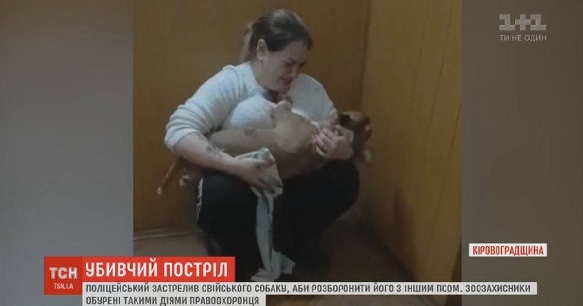 На Кіровоградщині розгорівся скандал через застреленого бультер'єра, який втік від господарів