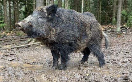 "Свиня не заслуговує на ім’я нелюдського виродка": у Баварії російському кабану Путіну дали нову окличку
