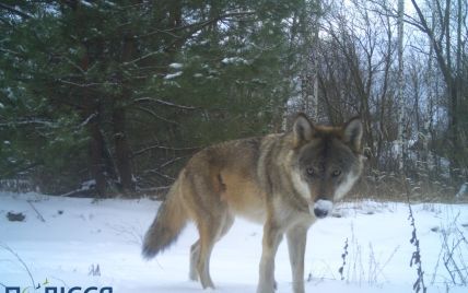Дуже розумні та обережні: під Чорнобилем до фотопастки потрапили вовки, які влаштували двобій (фото)