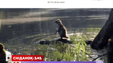 Как енот переплыл реку на аллигаторе
