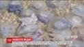 Від нашестя медуз в Одесі постраждали щонайменше півтисячі людей