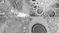 Ученые нашли в Сибири гигантский вирус Mollivirus sibericum