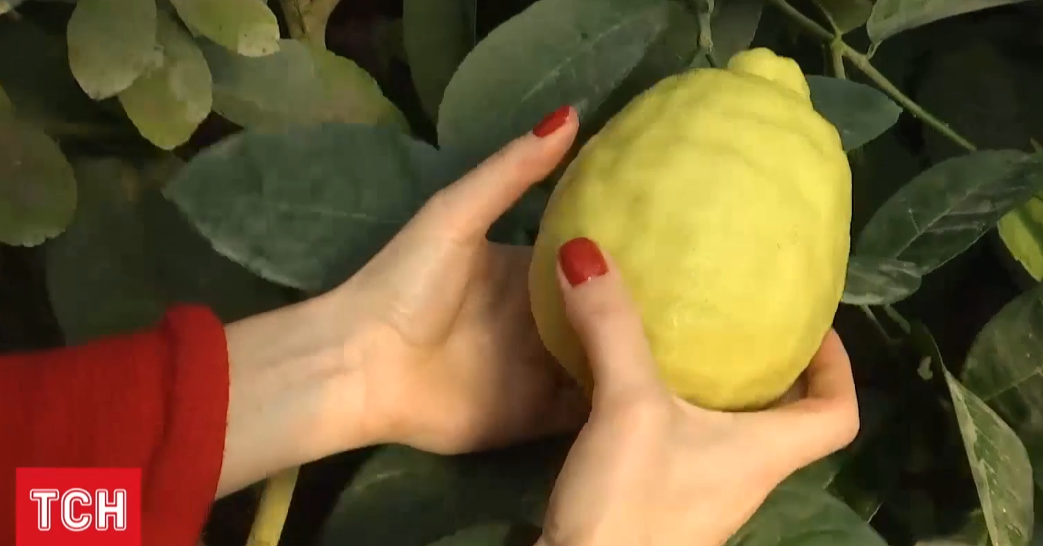 Плодоносять до 7 разів на рік, сягають пів кілограма: як в Україні вирощують лимони та лайми