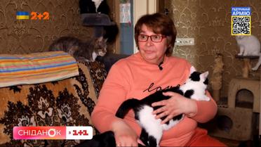59 котів, три собаки та павучиха: як Ольга Вергелес рятує безпритульних тварин