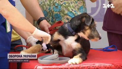 Первая медицинская помощь животным
