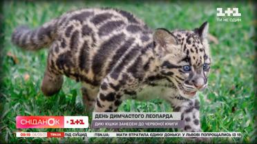 Кошки-отшельники: что следует знать про дымчатых леопардов и как спасти их от вымирания