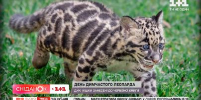 Кошки-отшельники: что следует знать про дымчатых леопардов и как спасти их от вымирания