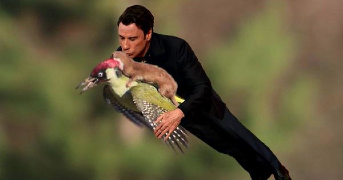 Фотограф Мартин Лемэй сделал замечательное фото ласки верхом на дятлі, а Интернет сразу отреагировал / © afp.com