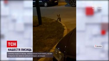 Новини України: у Вінниці містом розгулюють лисиці