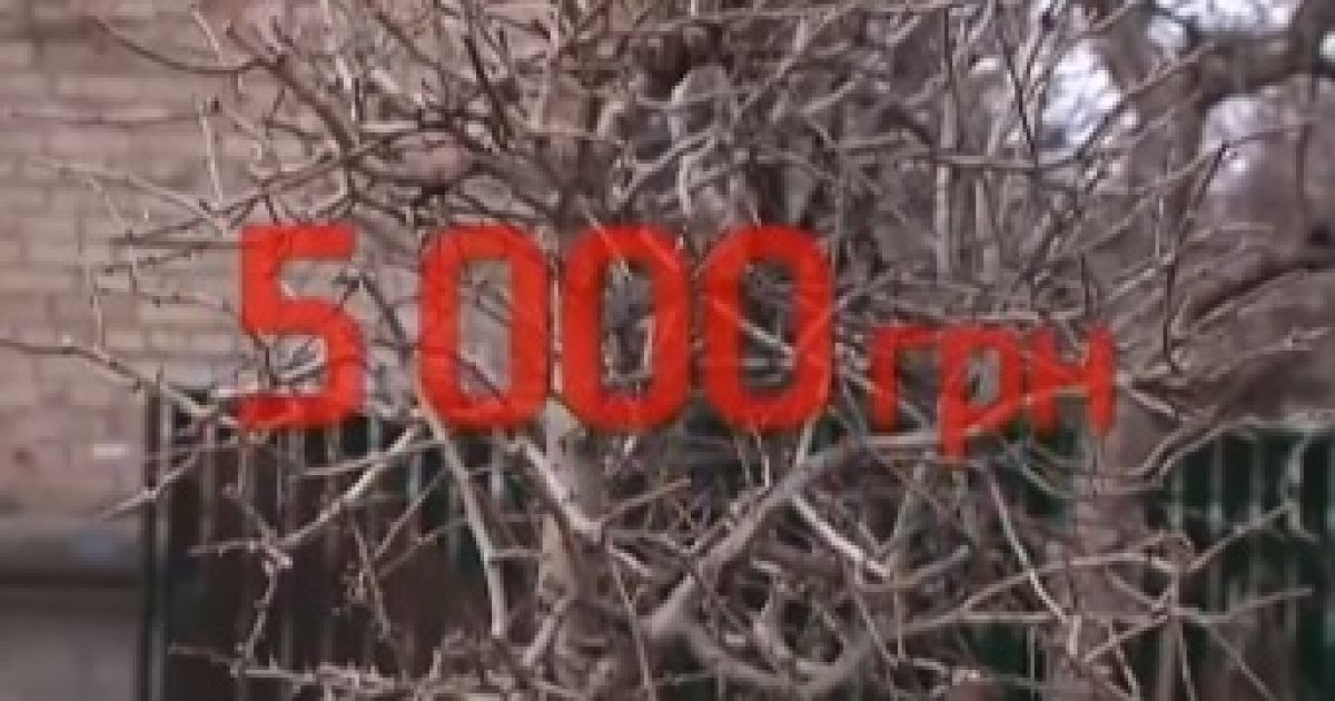 В Боярке высадили "золотые" клены