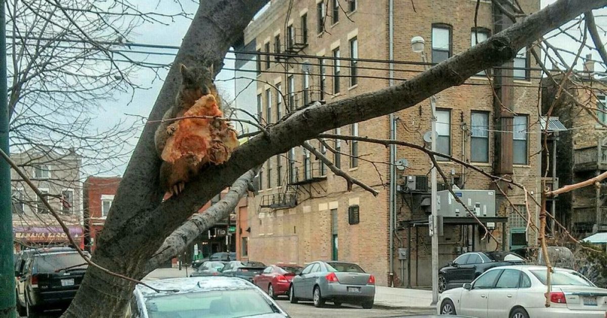 В Чикаго прохожих удивила белка, которая поедала на дереве пиццу