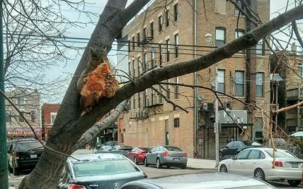У Чикаго перехожих здивувала білка, яка поїдала на дереві піцу