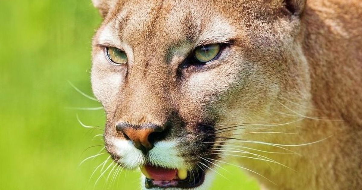 В США горный лев напал на мальчика: мать самостоятельно отбивалась