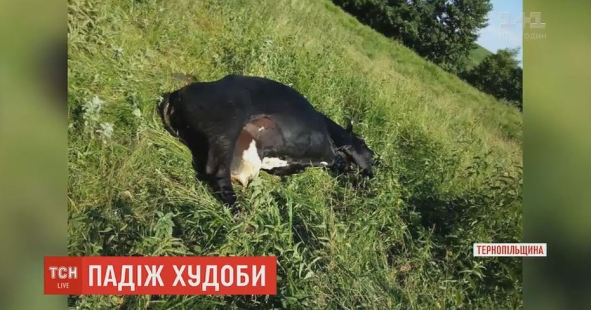 Вспышка сибирской язвы в Одесской области: селяне признаются, что коровы мрут уже давно