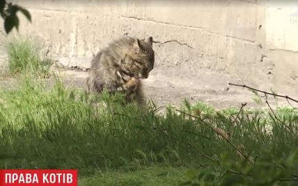 Мэрия Киева потратит десятки миллионов на уличных котов