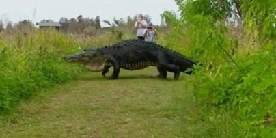 Користувачів Мережі шокувало відео з гігантським алігатором у заповіднику Флориди