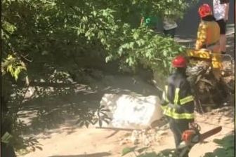 У Києві на жінку впало дерево: в постраждалої ушкоджений хребет