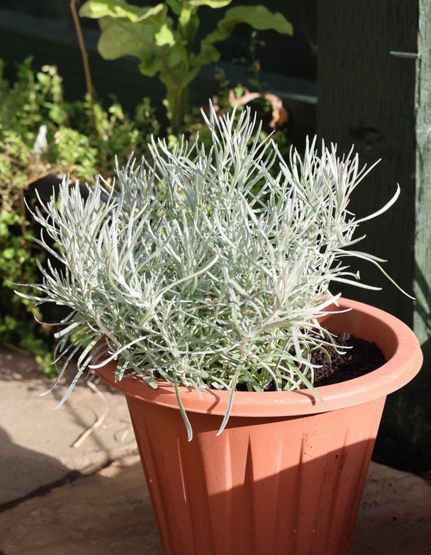 Талл Каррі / © Credits