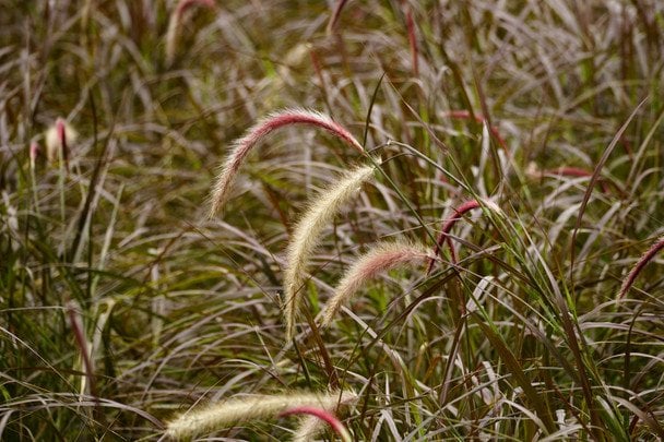 Просо вербовидне / © Credits