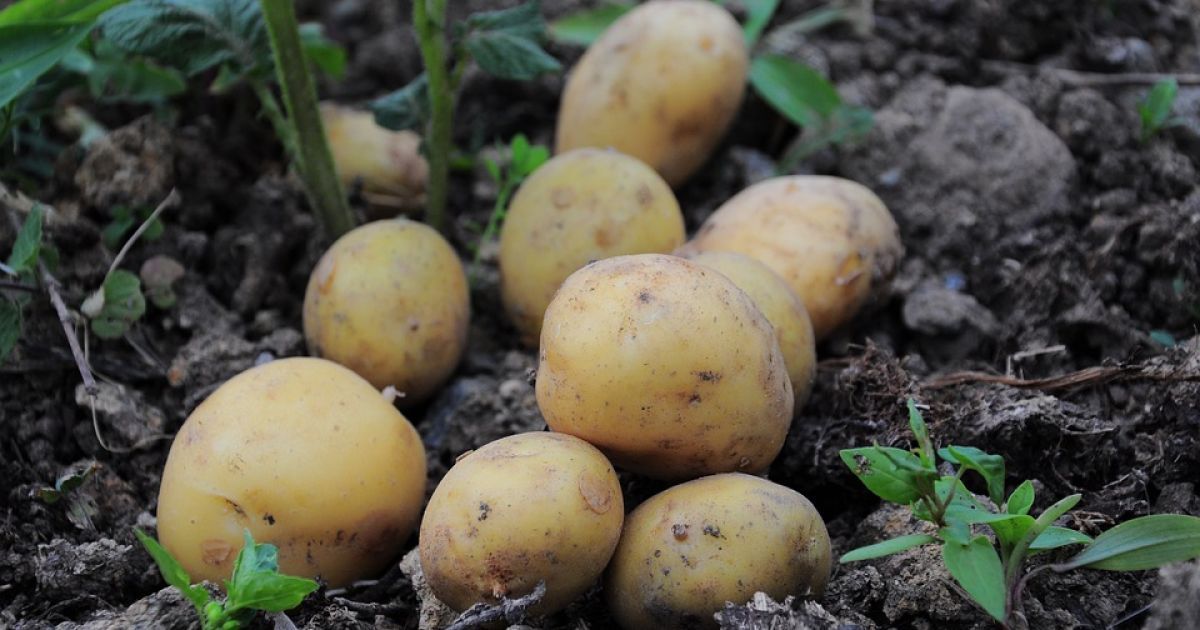 Картопля здорожчала