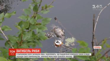 Мор риби стався у Чернівцях: містяни нарікають на будівельну компанію