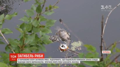 Мор риби стався у Чернівцях: містяни нарікають на будівельну компанію
